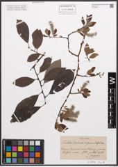 Foto von Salix caprea L. x Salix grandifolia Ser.